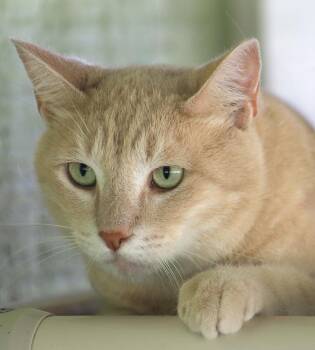 Sunshine -  Domestic Short Hair Cat for Adoption in North Fort Myers, Florida - Sunshine | PetCurious
