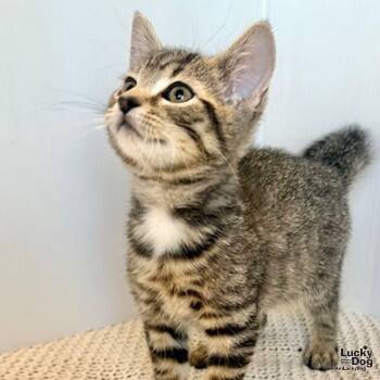 Domestic Short Hair Cats Available for Adoption - Hendrix | PetCurious