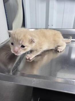 Squiggles -  Domestic Short Hair Cat for Adoption in Simcoe, Ontario - Squiggles | PetCurious