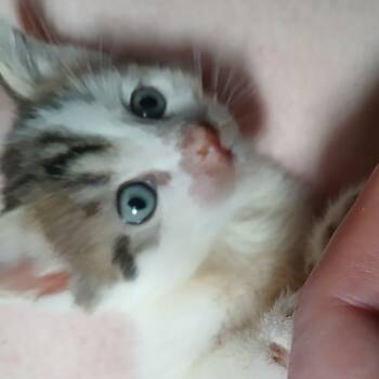 Niko -  Domestic Short Hair Cat Available for Adoption in Winchester, Virginia - Niko | PetCurious