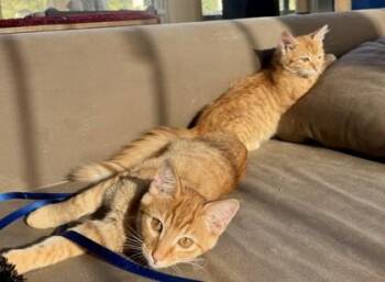 Echo -  Domestic Short Hair Cat for Adoption in Kansas City, Missouri - Echo | PetCurious