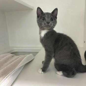Sausage -  Domestic Short Hair Cat for Adoption in Phoenix, Arizona - Sausage | PetCurious