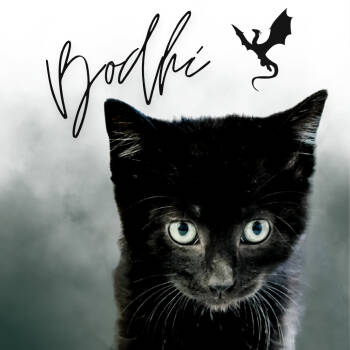 Rescue American Bobtail Cats for Adoption in Greensboro, Georgia - Bodhi | PetCurious