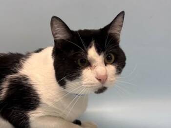 Bear -  Domestic Short Hair Cat for Adoption in Golden Valley, Minnesota - Bear | PetCurious