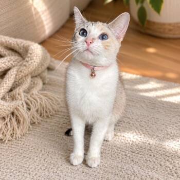 Bluebell -  Domestic Short Hair Cat for Adoption in Inman, South Carolina - Bluebell | PetCurious