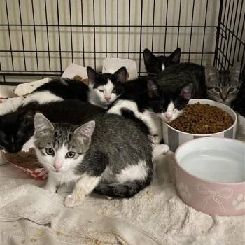 Marvin -  Siamese Cat for Adoption in Long Beach, California - Marvin | PetCurious