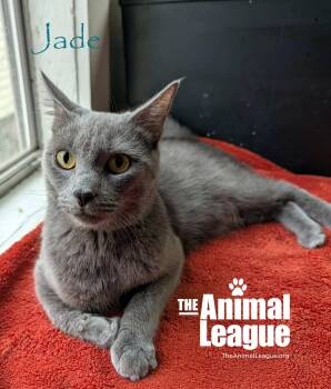 Jade -  Russian Blue Cat for Adoption in Groveland, Florida - Jade | PetCurious
