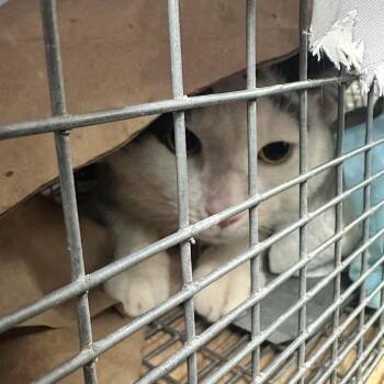 Rose -  Domestic Short Hair Cat for Adoption in New York, New York - Rose | PetCurious