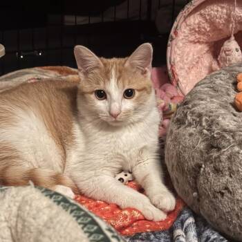Domestic Short Hair Cats Available for Adoption in Evansville, Indiana - Gingersnap! | PetCurious