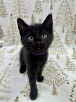 Rescue Domestic Short Hair Cats for Adoption in Columbus, Ohio - Donatello | PetCurious