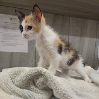 Perdita -  Domestic Short Hair Cat for Adoption in Phoenix, Arizona - Perdita | PetCurious