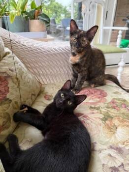 Angela Chase -  Domestic Short Hair Cat for Adoption in Cincinnati, Ohio - Angela Chase | PetCurious