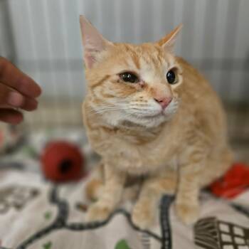 Domestic Short Hair Cats Available for Adoption in Hinesville, Georgia - Cheeto | PetCurious