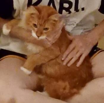 Ginger -  Domestic Medium Hair Cat for Adoption in Hudson, New Hampshire - Ginger | PetCurious