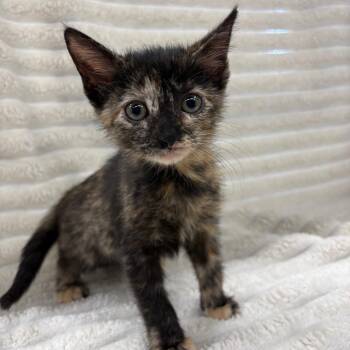 Mia -  Domestic Short Hair Cat for Adoption in Fulton, Missouri - Mia | PetCurious
