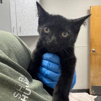 Hodor -  Domestic Short Hair Cat for Adoption in Columbiana, Alabama - Hodor | PetCurious