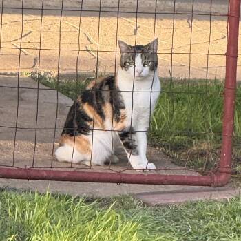 Abbie -  Domestic Medium Hair Cat Available for Adoption in Weatherford, Texas - Abbie | PetCurious