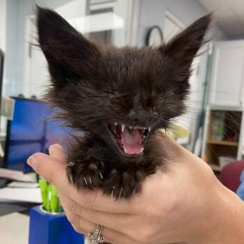 Echo -  Domestic Long Hair Cat for Adoption in Duncan, Oklahoma - Echo | PetCurious