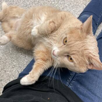 Kirby -  Domestic Short Hair Cat for Adoption in Enfield, New Hampshire - Kirby | PetCurious