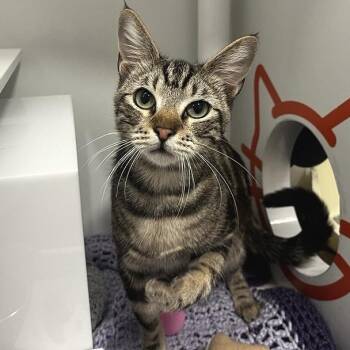 Domestic Short Hair Cats Available for Adoption in Los Angeles, California - Link | PetCurious