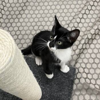 Toodles -  Domestic Short Hair Cat for Adoption - Toodles | PetCurious