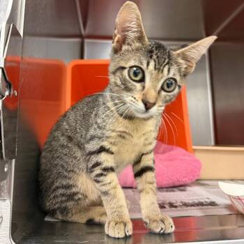 Princess Peach -  Domestic Short Hair Cat for Adoption in Houston, Texas - Princess Peach | PetCurious