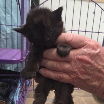 Pinwheel -  Domestic Medium Hair Cat for Adoption in Priest River, Idaho - Pinwheel | PetCurious