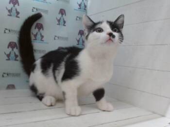 VENELOPE -  Domestic Medium Hair Cat for Adoption in Orlando, Florida - VENELOPE | PetCurious