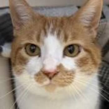 Domestic Short Hair Cats Available for Adoption - Martha | PetCurious