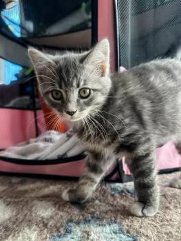 Domestic Short Hair Cats Available for Adoption in Philadelphia, Pennsylvania - CLOVER | PetCurious