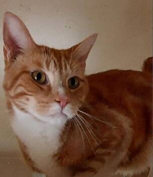 Rescue Domestic Short Hair Cats for Adoption in Bloomsburg, Pennsylvania - Skip | PetCurious