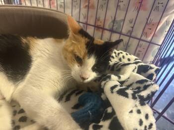 Rescue Calico Cats for Adoption in Hamburg, New York - Gypsy | PetCurious