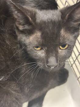 HABANERO -  Domestic Short Hair Cat for Adoption in Doral, Florida - HABANERO | PetCurious