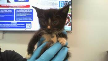 ARABELLA -  Domestic Short Hair Cat for Adoption in Charlotte, North Carolina - ARABELLA | PetCurious