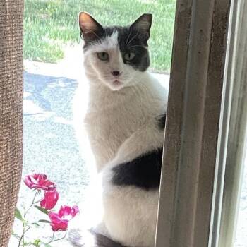 Rescue Domestic Short Hair Cats for Adoption in Bountiful, Utah - Jojo | PetCurious