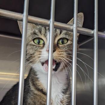 Georgia -  Domestic Short Hair Cat for Adoption in Spokane, Washington - Georgia | PetCurious