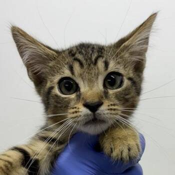 Muffin -  Domestic Short Hair Cat for Adoption in New York, New York - Muffin | PetCurious
