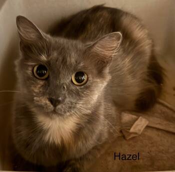 Rescue Domestic Medium Hair Cats for Adoption in Safety Harbor, Florida - Hazel | PetCurious
