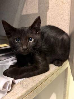 Soupy -  Domestic Short Hair Cat for Adoption - Soupy | PetCurious