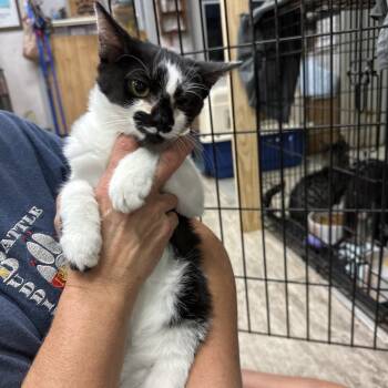 Rescue Domestic Short Hair Cats for Adoption in Hinesville, Georgia - Cow | PetCurious