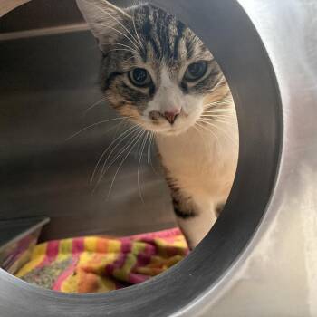 Tristan -  Domestic Short Hair Cat for Adoption in Indianapolis, Indiana - Tristan | PetCurious
