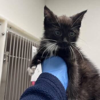 71739 -  Domestic Short Hair Cat for Adoption in Harrisonburg, Virginia - 71739 | PetCurious