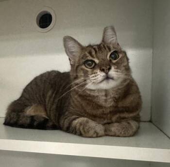 Domestic Short Hair Cats Available for Adoption in Palm Coast, Florida - Sassy | PetCurious