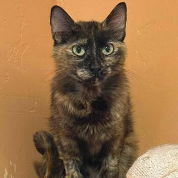 Heartland -  Domestic Short Hair Cat for Adoption in Tucson, Arizona - Heartland | PetCurious