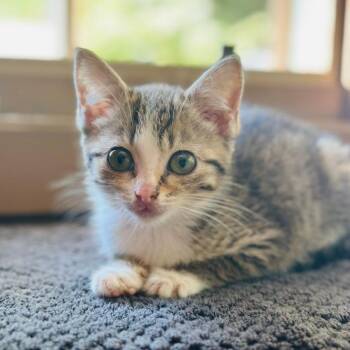 Olive -  Domestic Short Hair Cat for Adoption in Madison, Wisconsin - Olive | PetCurious