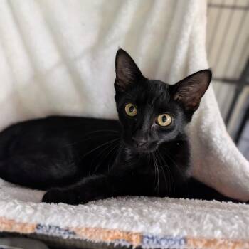 Colander -  Domestic Short Hair Cat for Adoption in Cape Girardeau, Missouri - Colander | PetCurious
