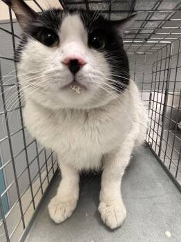 PONCHO -  Domestic Short Hair Cat for Adoption in Las Vegas, Nevada - PONCHO | PetCurious