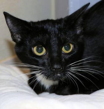 Domestic Short Hair Cats Available for Adoption - Beignet | PetCurious