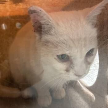 Domestic Short Hair Cats Available for Adoption - Gucci | PetCurious