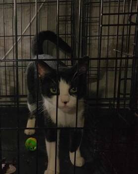 Rescue Domestic Short Hair Cats for Adoption in Manchester, Connecticut - Mama Blaze | PetCurious